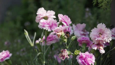 Bumble-bee-collecting-pollen-from-pink-and-purple-Carnation-flowers,-on-a-sunny-summers-day
