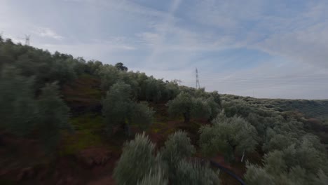 An-olive-grove-in-Andalusia-catches-the-last-rays-of-direct-sunlight-on-a-spring-afternoon-in-this-drone-shot