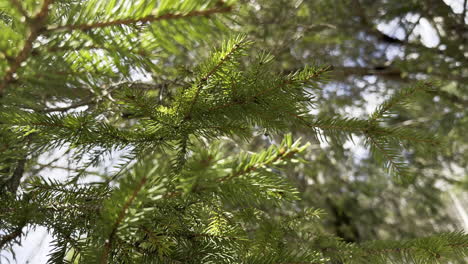 Super-close-up-of-pine-branch.-Static-view.-Daylight
