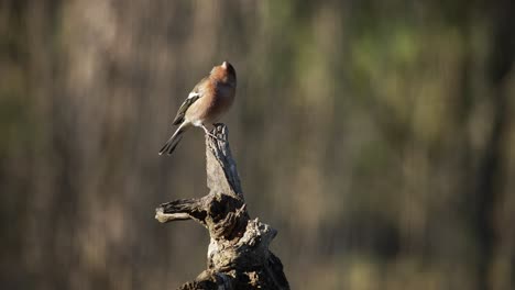 Male-chaffinch-perched-on-stump,-isolated-shallow-focus-shot