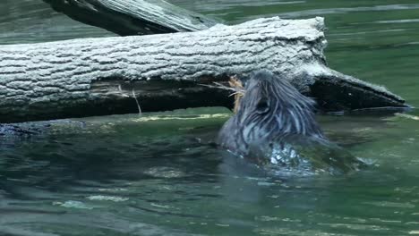 Slow-motion-view-of-beaver-tearing-bark-off-of-fallen-log-in-river,-swim-and-climb-away