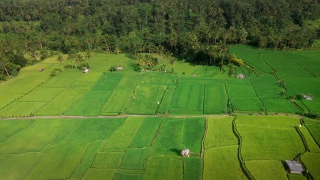 Luftaufnahme-Von-Reisfeldern,-Die-Zum-Anbau-Bereit-Sind,-Mit-Einem-Weg-In-Der-Mitte