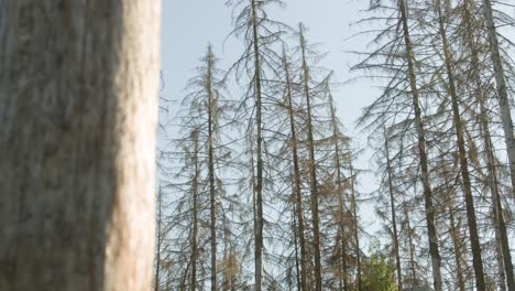 Damaged-trunk-in-dead-dry-spruce-forest-hit-by-bark-beetle-in-Czech-countryside
