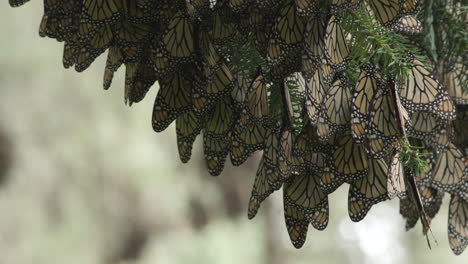 Monarchfalter-Hängen-Kopfüber-An-Einem-Baum,-Während-Sie-Im-Schutzgebiet-Der-Monarchfalter-In-Michoacán-In-Mexiko-Schlafen