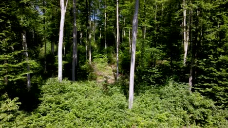 Helles-Sonnenlicht-Beleuchtet-Bäume-Und-Büsche-Eines-Friedlichen-Waldes-In-Der-Nähe-Von-Pilis,-Ungarn