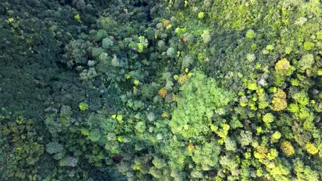 Aerial-top-down-shot-of-dense-rainforest-trees-on-hill-lighting-by-sun-in-autumn-season