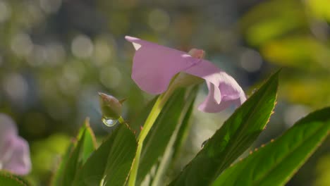Static-view-of-beautiful-pink-flower-on-sharp-pointed-green-leaf-in-shade