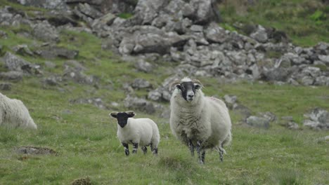 Sheep-and-lamb-standing-on-a-hill-covered-with-stone-and-grass-walk-away