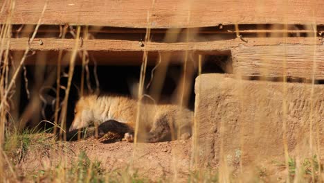 An-American-Red-Fox-cub-under-an-urban-structure-as-it-plays-with-some-grass