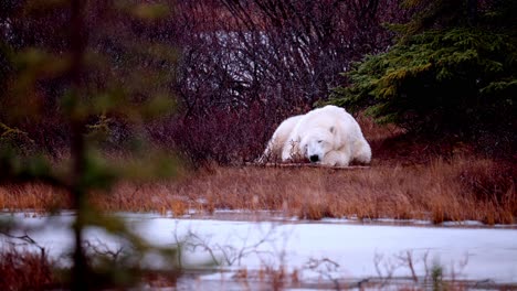Ein-Schlafender-Eisbär-Wartet-Zwischen-Den-Subarktischen-Büschen-Und-Bäumen-Von-Churchill,-Manitoba,-Auf-Den-Winterfrost