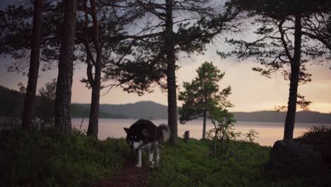 Haushund-Mit-Alaskan-Malamute-Beim-Spaziergang-In-Der-Naturlandschaft-Bei-Sonnenuntergang