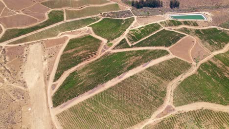 Aerial-Drone-View-Of-Vineyard-Landscape-In-Fray-Jorge,-Limari-Valley,-Chile