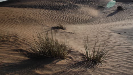 Middle-eastern-desert-plants,-shrub,-bush-in-desert-landscape-at-sunset-in-United-Arab-Emirates-near-Dubai