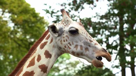 Portrait-close-up-shot-capturing-a-cute-mega-browser-giraffe,-giraffa-camelopardalis-with-spotted-coat-patterns,-eating-and-chewing-browse