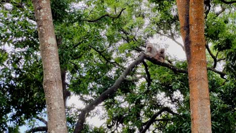 Two-wild-Rhesus-Macaques-grooming-on-top-of-tree-brunch-in-tropical-forest