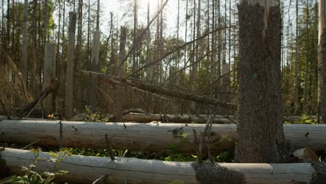 Dead-dry-damaged-spruce-forest-hit-by-bark-beetle-in-Czech-countryside-with-branches-and-trunks-in-the-foreground