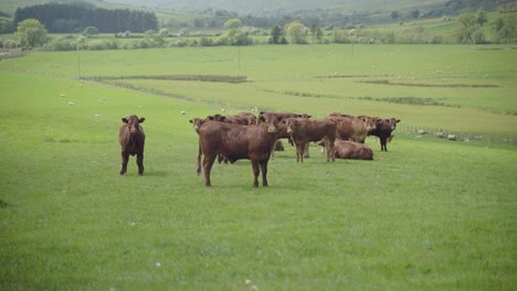 Eine-Herde-Ayrshire-Rinder-Weidet-Auf-Einem-Feld-Und-Beobachtet-Die-Vorbeiziehende-Welt