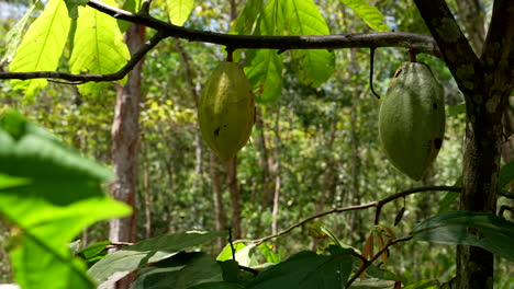 Wunderschöner-Kakaobaum-Im-Mexikanischen-Dschungel