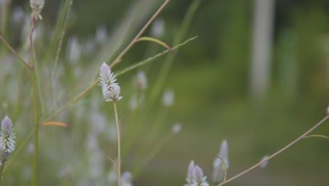 beautiful-flower-in-long-grass-is-captured-in-macro-B-roll,-with-a-shallow-depth-of-field,-highlighting-its-intricate-details-and-delicate-beauty