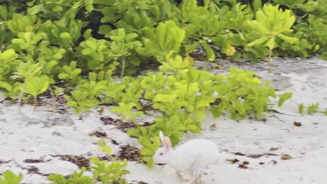 Weißes-Albino-Kaninchen-Auf-Den-Malediven,-Das-In-Zeitlupe-Durch-Das-Grün-Springt