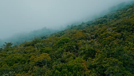 Be-captivated-by-this-celestial-drone-footage-of-the-Yungas-cloud-forest,-with-tendrils-of-fog-dancing-between-vibrant-treetops,-crafting-a-spellbinding-vista-that-entrances-and-delights