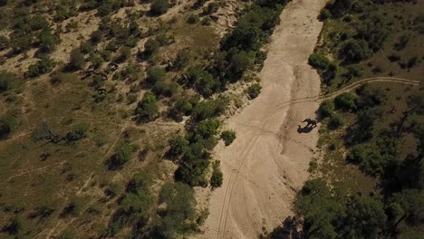 Eine-Drohnenaufnahme-Eines-Großen-Wilden-Männlichen-Elefanten,-Der-Ein-Ausgetrocknetes-Flussbett-In-Richtung-Seiner-Herde-In-Afrika-überquert