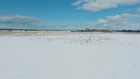 Aerial-establishing-view-of-a-large-flock-of-bean-goose-taking-up-in-the-air,-snow-covered-agricultural-field,-sunny-winter-day,-bird-migration,-low-drone-shot-moving-forward
