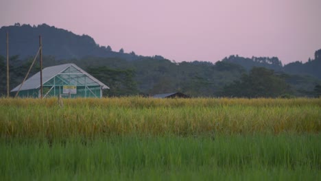 Grünes-Haus-In-Der-Mitte-Eines-Reisfeldes-Mit-Hügel-Im-Hintergrund-Und-Sonnenaufgangshimmel---Landwirtschaftliches-Feld