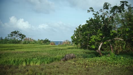 Ein-Wasserbüffel-Grast-Am-Rande-Zwischen-Einem-Reisfeld-Und-Einer-Wiese-Auf-Einer-Insel-Auf-Den-Philippinen