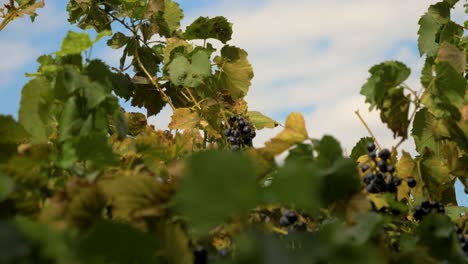 Rebe-Mit-Trauben-Roter-Weintrauben,-Die-Sich-Im-Wind-Bewegen,-Mit-Blauem-Himmel-Im-Hintergrund-In-Zeitlupe-In-Frankreich