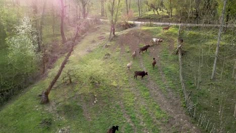 Vaca-Animal-Ganado-Pastando-Hierba-En-El-Bosque-Plantas-Silvestres-Frescas-En-La-Mañana-Para-El-Desayuno-Para-Hacer-Lácteos-Y-Leche-Luego-Carne-De-Res-Para-La-Fiesta-De-Barbacoa-Bistec-De-Noche-Agricultura-Vida-De-La-Gente-Local