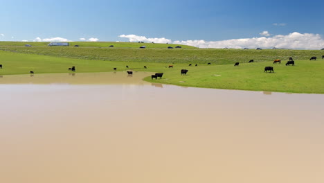 Vacas-Pastando-Pacíficamente-Junto-A-Una-Carretera-Muy-Transitada