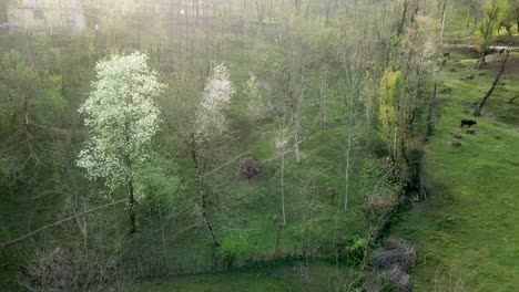 Blühende-Bäume-Im-Wald,-Sonnenreflexion-Und-Das-Ländliche-Haus-Im-Dorf-Im-Frühling-Mit-Natürlichen-Holzzäunen-Der-Einheimischen-Und-Kühe,-Die-Gras-Auf-Der-Wiese-Im-Iran-Weiden-Lassen