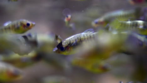 Bunte-Süßwasser-Buckel-Limia-Fische,-Die-Unter-Wasser-Schwimmen