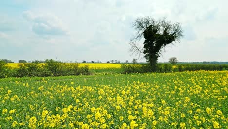 A-beautiful-panoramic-drone-footage-of-a-rapeseed-crop-with-two-trees-and-a-winding-country-road