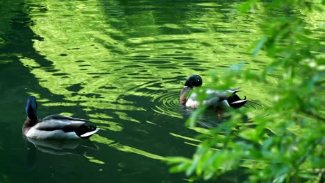 Ducks-swim-through-pond,-clear-reflection-of-green-tree-canopy-above