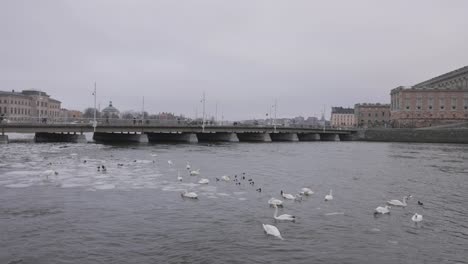 Aves-Marinas-Con-Cisnes-En-El-Lago-En-La-Ciudad-Histórica-De-Estocolmo,-Suecia-Durante-El-Invierno