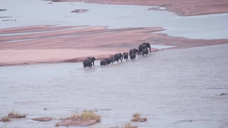 African-elephant-herd-crossing-savannah-river-stream-with-sandbank