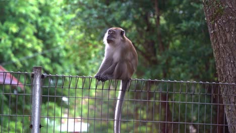 Close-up-shot-capturing-a-wild-crab-eating-macaque-or-long-tailed-macaque,-macaca-fascicularis-perched-on-the-metal-fence-in-residential-neighborhood,-wonder-around-its-surrounding-environment