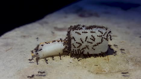 Winzige-Ameisen,-Die-Sich-Von-Zucker-Und-Kokosnuss-Ernähren