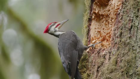 Close-Up-of-male-Pileated-Woodpecker-on-Tree-Trunk-Looking-for-Insects
