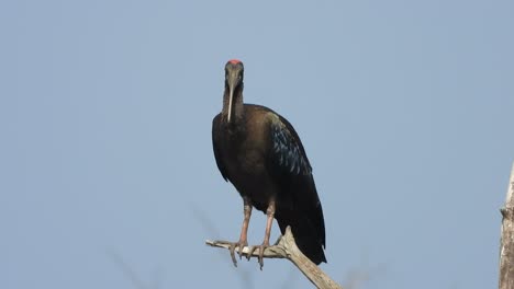 Beautiful-red-naped--ibis-in-tree-