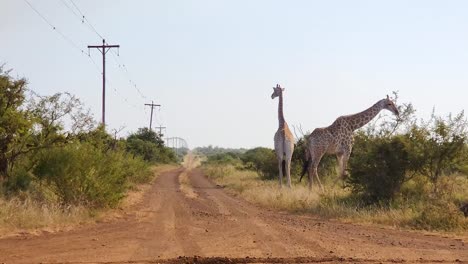 Zwei-Giraffen-Gehen-Und-Stehen-In-Der-Nähe-Einer-Unbefestigten-Straße,-Afrika
