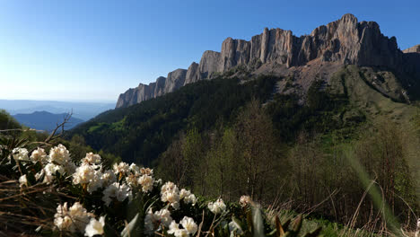 Vista-Panorámica-Del-Paisaje-De-Flores-Silvestres-Blancas-En-Las-Montañas-Del-Cáucaso,-En-Un-Día-Soleado