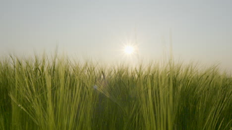 Low-Angle-View-Of-Lush-Green-Barley-Field-With-Sun-Shining-On-Horizon