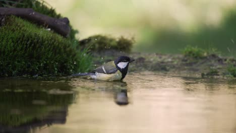 Great-Tit-bathing-in-shallows,-low-angle-with-water-reflection