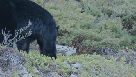 Nahaufnahme-Eines-Schwarzbären-In-Der-Natur-Auf-Der-Suche-Nach-Nahrung