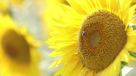 Gelbe-Sonnenblume,-Sonnenblume,-Biene,-Bestäubung,-Blume,-Nektar,-Insekt,-Natur,-Tierwelt,-Nahaufnahme,-Makro,-Detail,-High-Definition,-Zeitlupe,-Zeitraffer