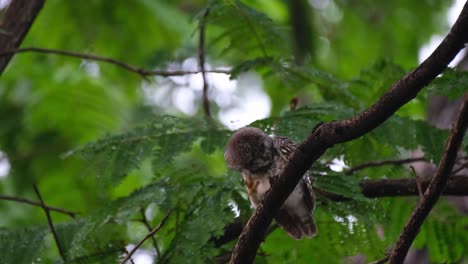 Seen-preening-its-front-and-then-scratching-while-perched-on-a-diagonal-branch,-Spotted-Owlet-Athene-brama,-Thailand