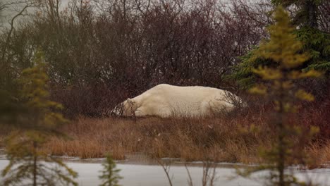 Schnee-Fällt-Auf-Einen-Unruhig-Schlafenden-Eisbären-Zwischen-Den-Subarktischen-Büschen-Und-Bäumen-Von-Churchill,-Manitoba